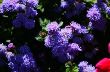 Diş ipi Çiçeği Muhteşem leilani mavi veya yeşil arka planda ageratum mavi buket, Alchemilla epipsila