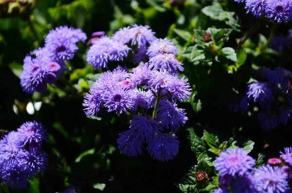 Diş Ipi Çiçeği Muhteşem Leilani Mavi Veya Yeşil Arka Planda — Stok fotoğraf