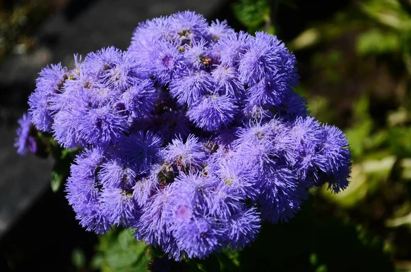 Floss Flower Awesome Leilani Blue Ageratum Blue Bouque Green Background — Stock Photo, Image