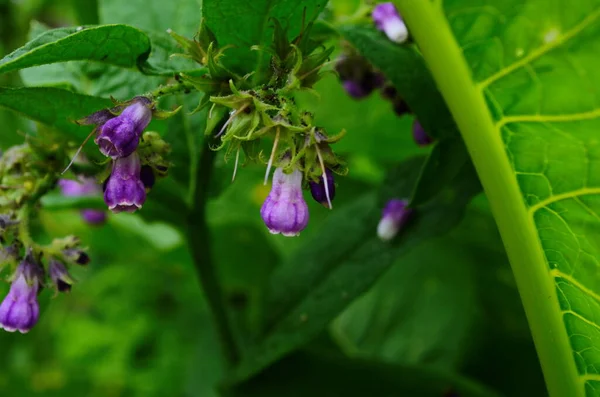 Lila Komfrey Virágok Vadon Termő Szimfitum Officinale — Stock Fotó