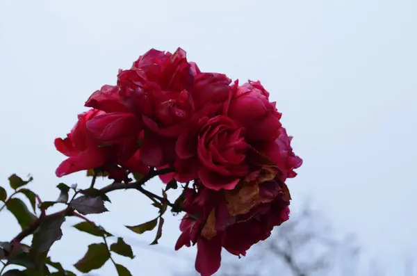 Rose Ultime Rose Autunnali Giardino Focus Selettivo Boke — Foto Stock