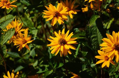 Heliopsis helianthoides, ayçiçeği benzeri çiçek başlıkları, genellikle öküz gözü veya öküz gözü olarak adlandırılır..