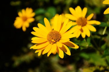 Heliopsis helianthoides, ayçiçeği benzeri çiçek başlıkları, genellikle öküz gözü veya öküz gözü olarak adlandırılır..