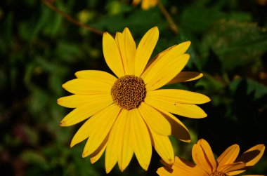 Heliopsis helianthoides, ayçiçeği benzeri çiçek başlıkları, genellikle öküz gözü veya öküz gözü olarak adlandırılır..