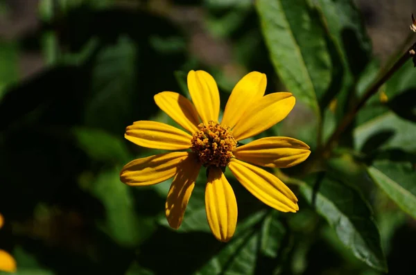 Heliopsis Helianthoides Slunečnice Jako Kompozitní Žlutooranžový Běžně Nazývá Oka Nebo — Stock fotografie