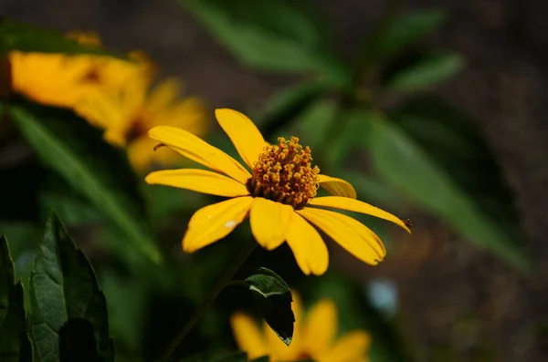 Heliopsis Helianthoides Cabeças Flores Compostas Semelhantes Girassol Vulgarmente Denominadas Olho — Fotografia de Stock