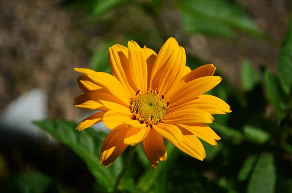 Heliopsis Helianthoides Cabeças Flores Compostas Semelhantes Girassol Vulgarmente Denominadas Olho — Fotografia de Stock