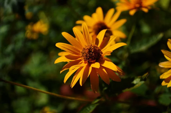 Heliopsis Heliantoides Cabezas Flores Compuestas Similares Girasol Comúnmente Llamadas Ojo —  Fotos de Stock