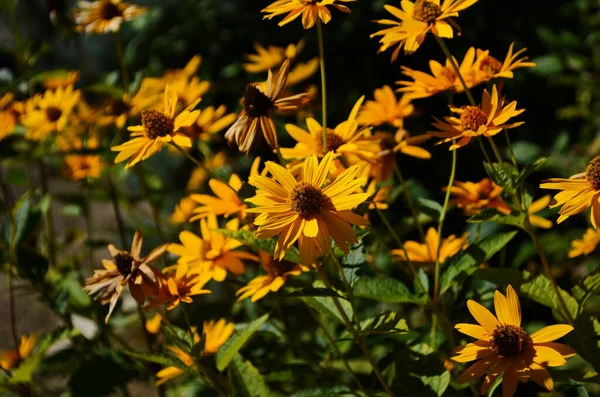Heliopsis Helianthoides Sonnenblumenartige Zusammengesetzte Blütenköpfe Allgemein Als Ochsenauge Oder Ochsenauge — Stockfoto