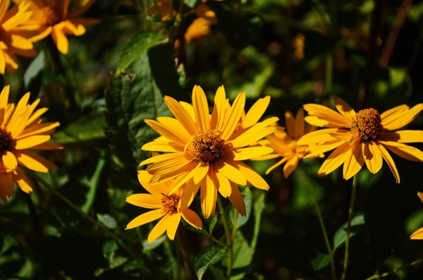 Heliopsis helianthoides, ayçiçeği benzeri çiçek başlıkları, genellikle öküz gözü veya öküz gözü olarak adlandırılır..