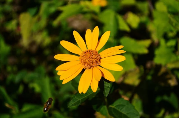 Heliopsis Helianthoides Sonnenblumenartige Zusammengesetzte Blütenköpfe Allgemein Als Ochsenauge Oder Ochsenauge — Stockfoto