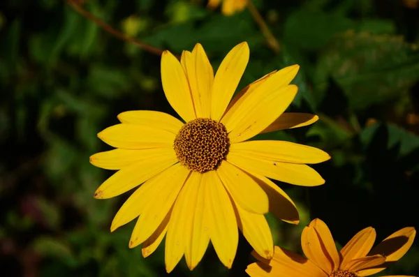 Heliopsis Helianthoides Solrosliknande Sammansatta Blomhuvuden Vanligen Kallade Eye Eller Oxeye — Stockfoto