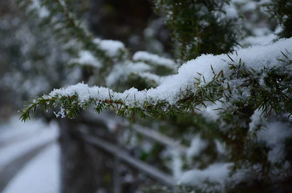 Makrostrzał Brunchu Thuja Pokryty Pierwszym Lub Ostatnim Śniegiem — Zdjęcie stockowe