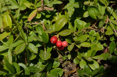 Olgun kırmızı yaban mersini, kekiküzümü ya da çam ağacında yetişen beyaz yosun arka planı