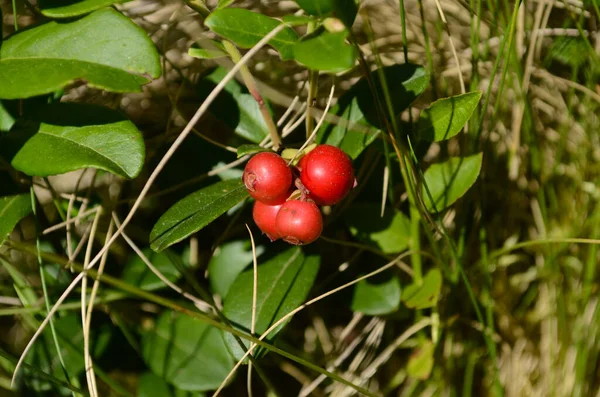 Airelle Rouge Mûre Baie Perdrix Myrtille Pousse Dans Une Forêt — Photo