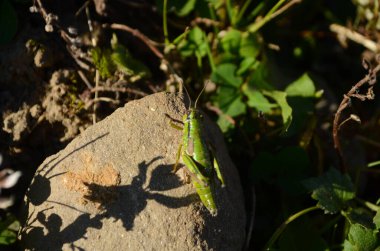 Parlak yeşil bir çekirge sulu bitkilerin ve küçük taşların ve ince dalların arasına yerleşmiş. Benekli kahverengi bir çift göz kameraya bakıyor.