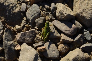 Parlak yeşil bir çekirge sulu bitkilerin ve küçük taşların ve ince dalların arasına yerleşmiş. Benekli kahverengi bir çift göz kameraya bakıyor.