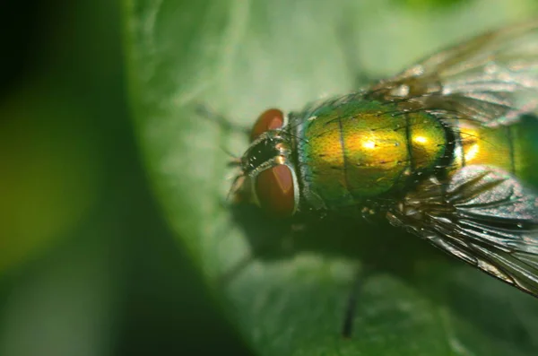 Makro Wielkiej Muchy Zielonym Liściu — Zdjęcie stockowe