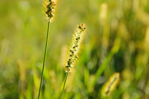 Macro Tiro Orelhas Grama Macia Luz Fundo Pôr Sol Contra — Fotografia de Stock