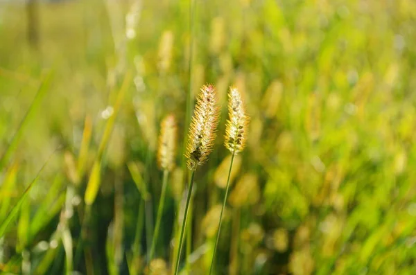 Macro Tiro Orelhas Grama Macia Luz Fundo Pôr Sol Contra — Fotografia de Stock