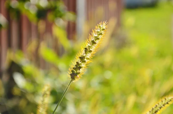 Macro Tiro Orelhas Grama Macia Luz Fundo Pôr Sol Contra — Fotografia de Stock