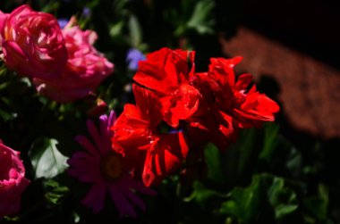 Burgundy ve Dark Pink Summer Martha Washington Sardunya Çiçeği Yaklaşın
