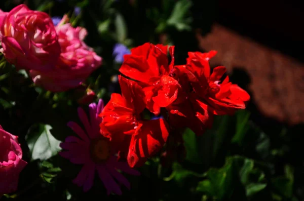 Borgonha Rosa Escuro Verão Martha Washington Geranium Flower Close — Fotografia de Stock