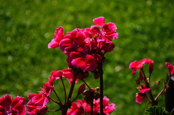 ブルゴーニュとダークピンクの夏マーサ ワシントンゼラニウムの花を閉じます — ストック写真