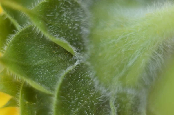 Dekorative Sonnenblume Garten Dekorative Sonnenblume Aus Nächster Nähe — Stockfoto