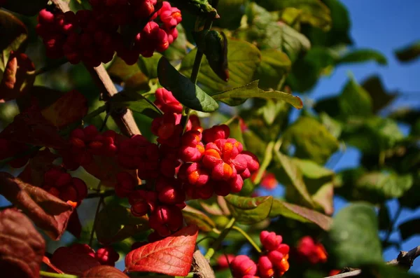 Lebendige Herbstfarben Spindelbaum Euonymus Europaeus — Stockfoto