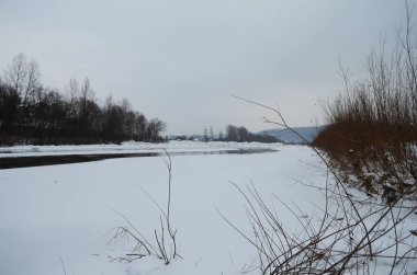 Kış zamanı dağ nehri. Ladin ormanı ve karla kaplı kıyısı olan Karpatya manzarası. Ulusal Park, Ukrayna