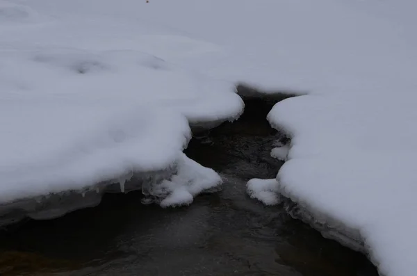 Gebirgsfluss Winter Karpatenlandschaft Mit Fichtenwald Und Schneebedecktem Ufer Nationalpark Ukraine — Stockfoto