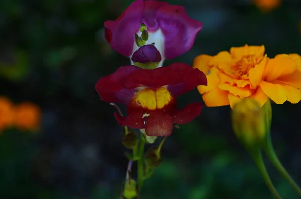 Snapdragon Lub Króliki Kwiaty Naukowe Nazwisko Antirhinum Majus Pięknie Kwitnące — Zdjęcie stockowe
