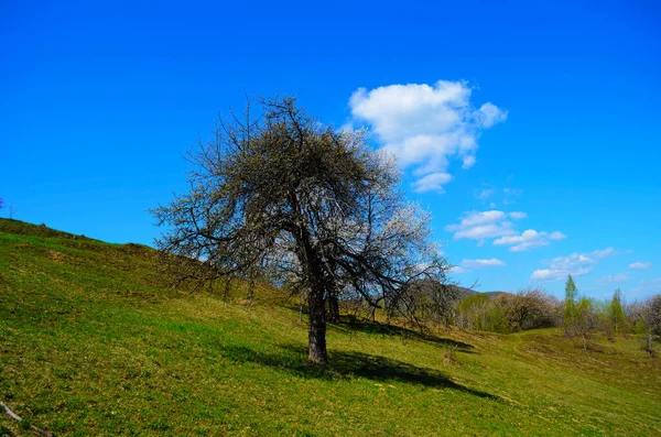 阳光灿烂的日子 樱桃树盛开 季节性的背景 在春天开花 戏剧化的花园中树木的景象 乌克兰美丽的地球 — 图库照片