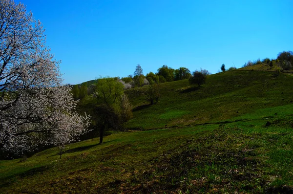 Blühende Kirschbäume Einem Sonnigen Tag Saisonale Hintergründe Blütezeit Frühling Szenisches — Stockfoto