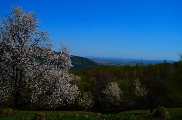 Kvetoucí Třešně Slunečného Dne Sezónní Pozadí Kvete Jaře Scénický Obraz — Stock fotografie