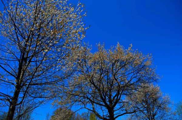 Blommande Körsbärsträd Solig Dag Säsongsbunden Bakgrund Blommar Ren Scenisk Bild — Stockfoto