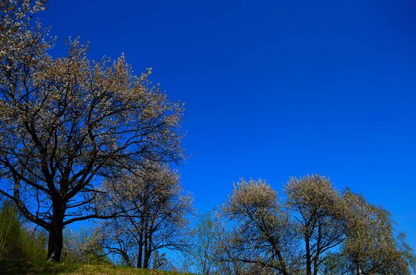 Cerezos Florecientes Día Soleado Fondo Estacional Floración Primavera Imagen Escénica —  Fotos de Stock