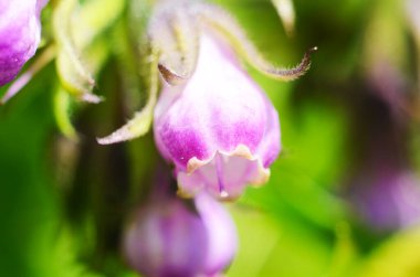 Comfrey çiçekleri, Symphytum memurları, yakın plan.