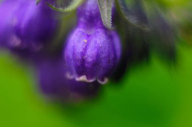 Comfrey çiçekleri, Symphytum memurları, yakın plan.