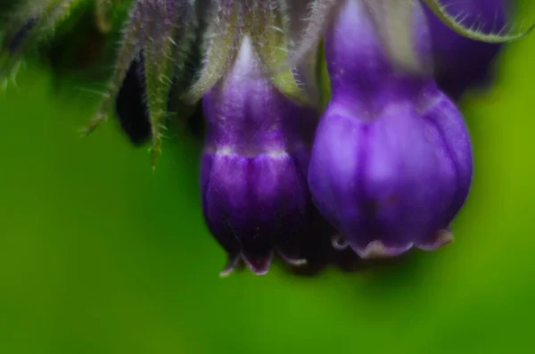 Comfrey Çiçekleri Symphytum Memurları Yakın Plan — Stok fotoğraf