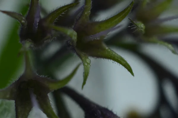 Blüten Des Beinwell Symphytum Officinale Aus Nächster Nähe — Stockfoto