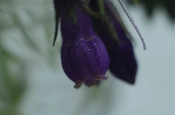 Άνθη Του Κοινού Comfrey Symphytum Officinale Κοντά — Φωτογραφία Αρχείου