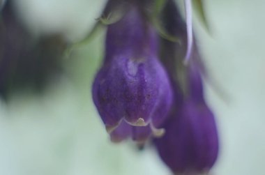 Comfrey çiçekleri, Symphytum memurları, yakın plan.