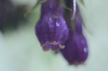 Comfrey çiçekleri, Symphytum memurları, yakın plan.