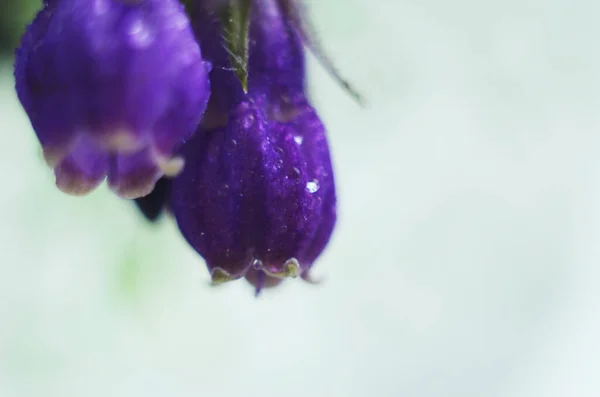 Bloemen Van Gemeenschappelijke Comfrey Symphytum Officinale Close — Stockfoto