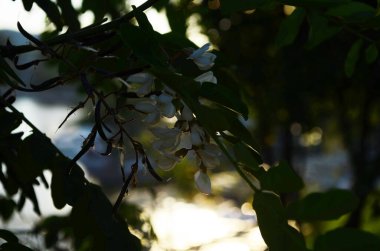 Akasya ağacı çiçekleri baharda çiçek açar. Yeşil arkaplanı olan Akasya çiçek dalı