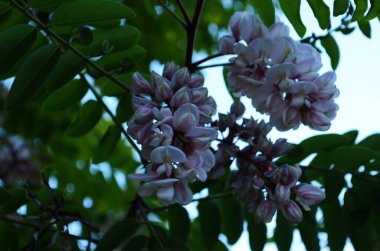 Akasya ağacı çiçekleri baharda çiçek açar. Yeşil arkaplanı olan Akasya çiçek dalı