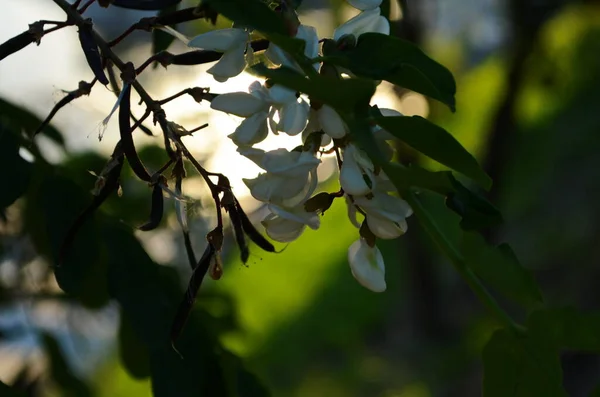 Drzewo Akacjowe Kwitnie Wiosną Acacia Kwiaty Oddział Zielonym Tle — Zdjęcie stockowe