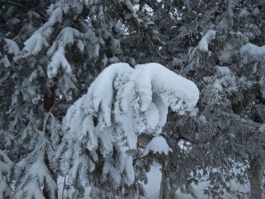 Kozalaklı dallar karla kaplıdır. Kar kristallerindeki çam dalı, bir kış günü kar arkaplanına yakın çekim yapar..